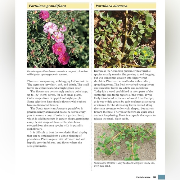 Book on succulents by Jessica Surface - Picture 2 of 4